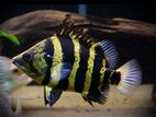 Newginia Tiger Fish