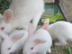 White Rabbits
