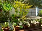 Newly Build House Kuliyapitiya