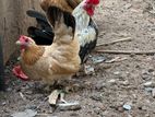 Farm Chickens