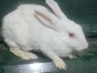 New Zealand White ඇස් රතු Rabbit