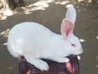 Newzealand White Rabbit