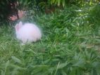 Newzeland Rabbits