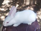 Rabbits
