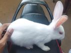 Newzeland white Rabbit