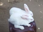 Newzeland White Rabbit