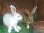 Newzeland White Rabbit