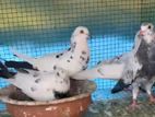 Pigeons