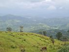 Land for Sale in Matale