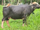 නීලි රාවි මී දෙන ( Neela Ravi Buffalo )