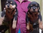 Rottweiler Puppies