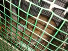 Rabbit for Kind Home