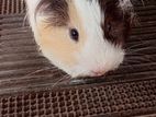 Guinea Pig