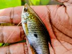 නිල් ගුරාමි