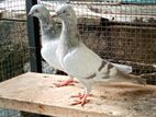 Pigeon