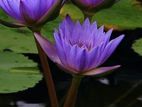 නිල් මානෙල් මල්