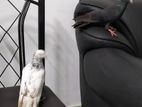 Pigeon