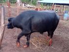 Buffalo