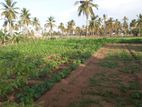 Nilaveli 55 to 110 Perches Beach Land for Sale