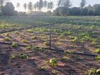 Nilaveli Beach Front Land for Sale