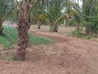 Land for Sale - Nilaveli