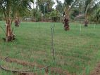 Nilaveli Land for Sale