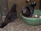 Pigeon