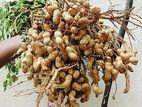 நிலக்கடலை