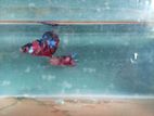 Betta Fish