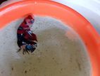 Betta Fish