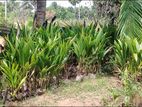 Coconut Plants