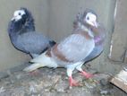 Pigeons