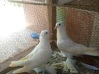 Pigeon