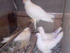 Pigeon