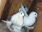 Pigeons