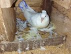 Pigeon