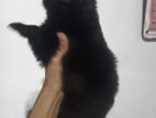 ජමන් ෂපට්