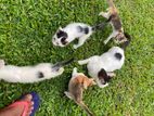 Kittens for Kind Home