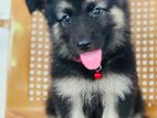 German Sherperd Puppy