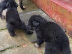 German Shepherd Puppies