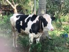 Farm Cow