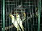 Cockatiel Birds