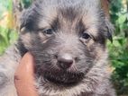 German Shepherd Puppy