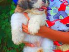 Shih Tzu Puppies