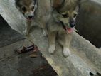 Lion Pomeranian Puppies