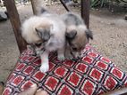 Lion Pomeranian Puppies