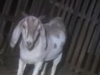 நிறை சினை ஆடு