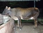 Farm Cow
