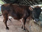 Farm Cow