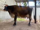 Farm Cows